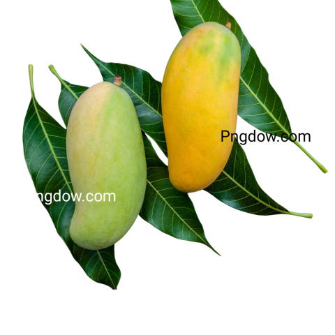 mango png transparent background images free download