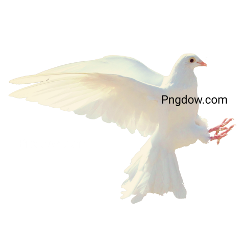 dove png free