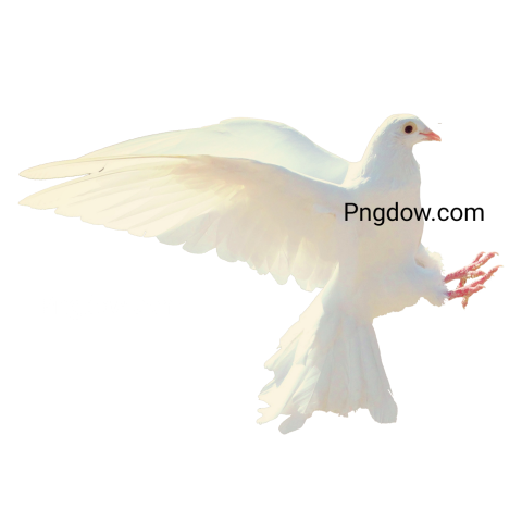 dove png free - Photo #20970 - Pngdow - Millions of Transparent PNG ...