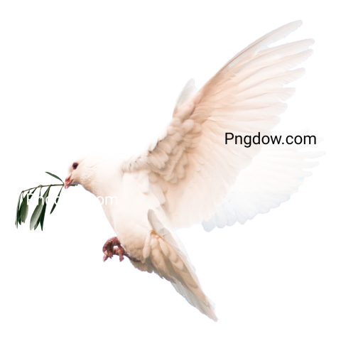 dove bird png
