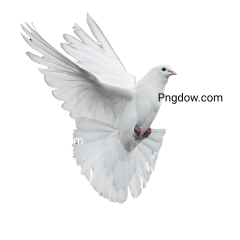 dove logo png
