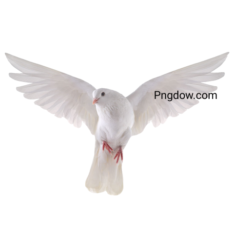 dove vector png