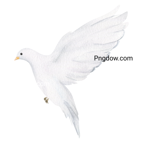 dove graphics png