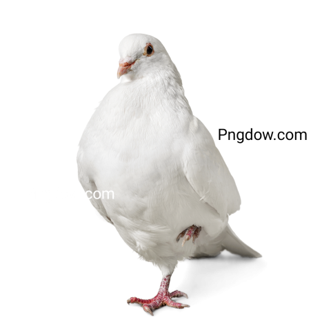 dove png white for free