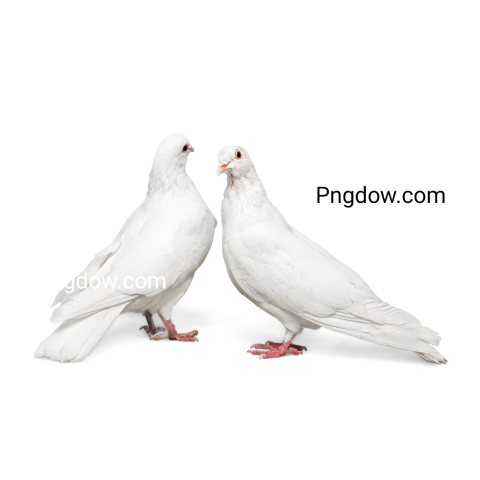 dove png file free