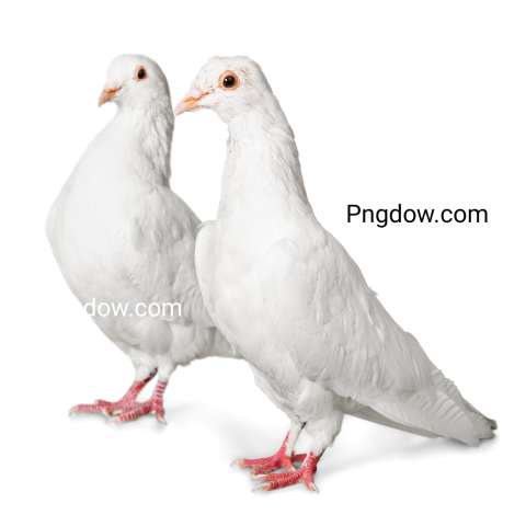 dove png white
