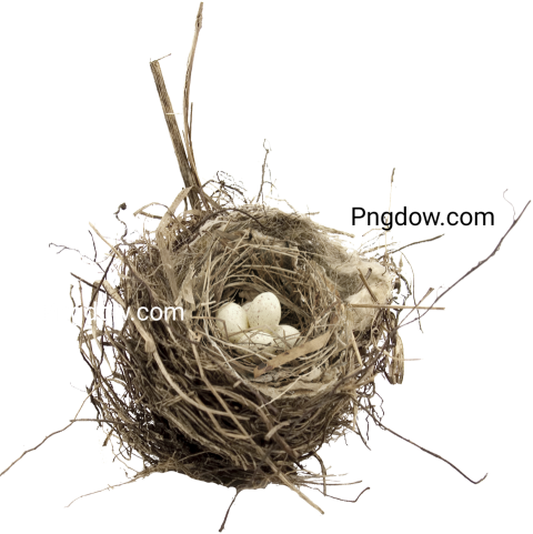 Nest png