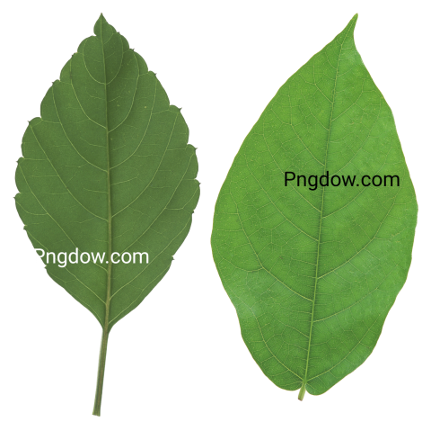 Download High Quality Green Leaf PNG Image for Free