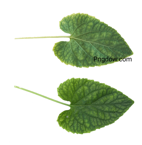 Get a Free Green Leaf PNG Image for Your Design Projects