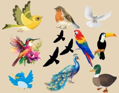 Birds