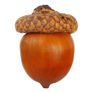 Acorn transparent background image free - Photo #14441 - Pngdow ...