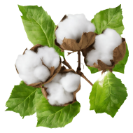 Download High Quality Cotton PNG Images for Your Projects