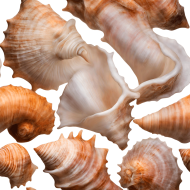 Download Stunning Conch PNG Images  High Quality and Versatile Collection
