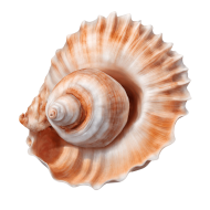 Download Stunning Conch PNG Images for Free   High Quality and Versatile Collection