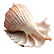 Download Stunning Conch PNG Images   High Quality and Versatile Collection