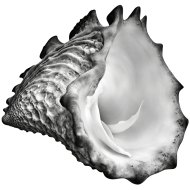 Download Stunning Conch PNG Images  High Quality and Versatile Collection