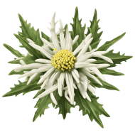Edelweiss PNG image with transparent background, edelweis