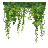Forest PNG image with transparent background, edelweis