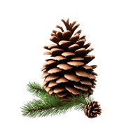 Free download Pine cone flower images