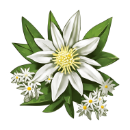 Free Edelweiss PNG images