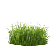 High Quality Grass PNG Image with Transparent Background   Free Download