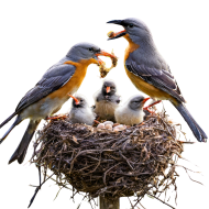 High Quality Nest PNG Image with Transparent Background   Download Now!