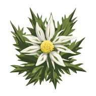 High resolution Edelweiss PNG