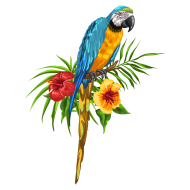 Illustration of Macaw Parrot png - Photo #11167 - Pngdow - Free and ...