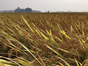 Rice field in countryside of India