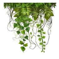 Stunning Forest PNG Image with Transparent Background   Download Now