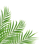 Stunning Green Leaf PNG Image with Transparent Background   Download Now!
