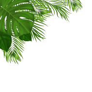 Stunning Green Leaf PNG Image with Transparent image