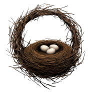 Stunning Nest PNG Image with Transparent Background   Downloaded